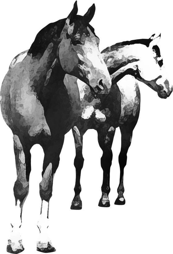 Centre équestre Ranch de Chadenac, Chauffour-sur-Vell — deux chevaux